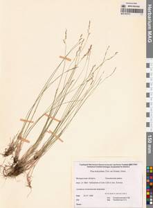 Мятлик оттянутый Trin., Сибирь, Чукотка и Камчатка (S7) (Россия)