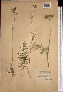 Жабрица скученная (L.) Rchb.fil., Сибирь, Якутия (S5) (Россия)