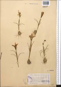 Iris kolpakowskiana Regel, Средняя Азия и Казахстан, Северный и Центральный Тянь-Шань (M4) (Казахстан)