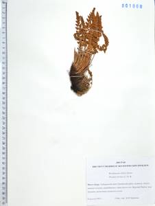 Вудсия эльбская (L.) R.Br., Сибирь, Дальний Восток (S6) (Россия)