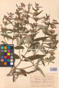 MHA 0 154 138, Зопник колючий (Willd.) Maire ex De Filipps, Восточная Европа, Центральный лесостепной район (E6) (Россия)