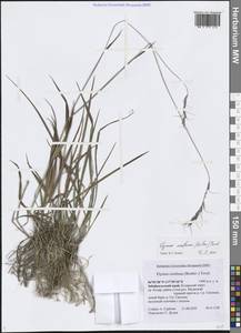 Пырейник смешиваемый (Roshev.) Tzvelev, Сибирь, Прибайкалье и Забайкалье (S4) (Россия)