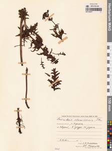 Мытник Шамиссо Steven, Сибирь, Чукотка и Камчатка (S7) (Россия)