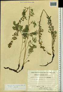 Artemisia laciniata subsp. laciniata, Сибирь, Чукотка и Камчатка (S7) (Россия)