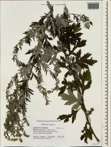 Полынь обыкновенная, Чернобыльник L., Крым (KRYM) (Россия)