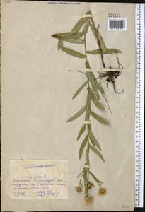 Pentanema salicinum (L.) D.Gut.Larr., Santos-Vicente, Anderb., E.Rico & M.M.Mart.Ort., Средняя Азия и Казахстан, Северный и Центральный Казахстан (M10) (Казахстан)
