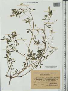 Пажитник лежачий (Besser)Rchb., Восточная Европа, Молдавия (E13a) (Молдавия)