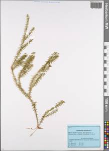 Spinulum annotinum subsp. annotinum, Восточная Европа, Белоруссия (E3a) (Белоруссия)