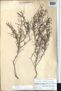 Курчавка шиповатая L., Средняя Азия и Казахстан, Копетдаг, Бадхыз, Малый и Большой Балхан (M1) (Туркмения)