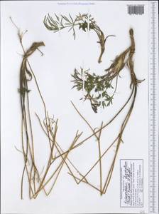 Dichoropetalum oligophyllum (Griseb.) Pimenov & Kljuykov, Западная Европа (EUR) (Греция)