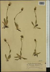 Hieracium pilosum subsp. laniceps (Nägeli & Peter) Greuter, Западная Европа (EUR) (Австрия)