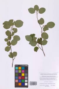 Amelanchier × spicata (Lam.) K.Koch, Восточная Европа, Московская область и Москва (E4a) (Россия)