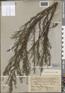 Полынь веничная, Полынь метельчатая Waldst. & Kit., Средняя Азия и Казахстан, Муюнкумы, Прибалхашье и Бетпак-Дала (M9) (Казахстан)