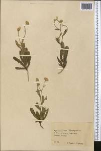 Asteraceae, Средняя Азия и Казахстан, Копетдаг, Бадхыз, Малый и Большой Балхан (M1) (Туркмения)