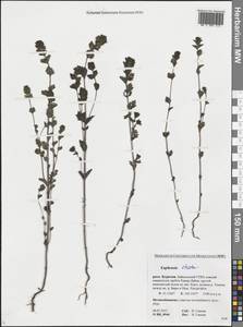 Очанка прямая J.P.Wolff ex J.F.Lehm., Сибирь, Прибайкалье и Забайкалье (S4) (Россия)