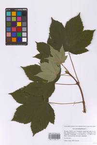 Клен ложноплатановый L., Восточная Европа, Московская область и Москва (E4a) (Россия)