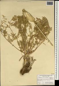 Ферула Хаускнехта H.Wolff ex Rech.fil., Зарубежная Азия (ASIA) (Иран)