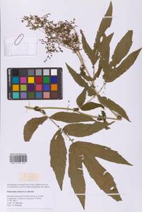 Таволга вязолистная (L.) Maxim., Восточная Европа, Московская область и Москва (E4a) (Россия)