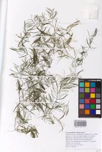 Роголистник светло-зеленый L., Восточная Европа, Центральный лесостепной район (E6) (Россия)