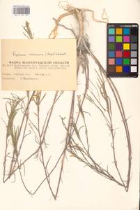 Erysimum quadrangulum Desf., Восточная Европа, Нижневолжский район (E9) (Россия)