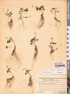 Фиалка толстая (Makino) Makino, Сибирь, Чукотка и Камчатка (S7) (Россия)