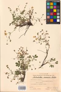Potentilla cinerea subsp. incana (G. Gaertn., B. Mey. & Scherb.) Asch., Восточная Европа, Московская область и Москва (E4a) (Россия)