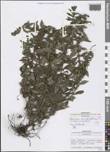 Щетинохвост шандровый (L.) Ehrh. ex Rchb., Восточная Европа, Средневолжский район (E8) (Россия)