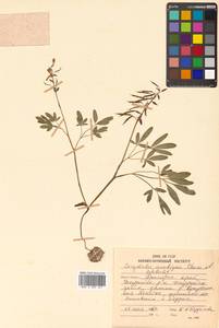 Corydalis fumariifolia subsp. fumariifolia, Сибирь, Дальний Восток (S6) (Россия)