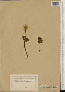 Красивоцвет кориандролистный Rchb., Западная Европа (EUR) (Австрия)