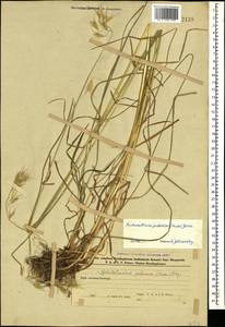 Avenula pubescens (Huds.) Dumort., Кавказ, Азербайджан (K6) (Азербайджан)