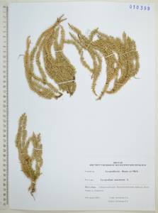 Spinulum annotinum subsp. annotinum, Сибирь, Дальний Восток (S6) (Россия)