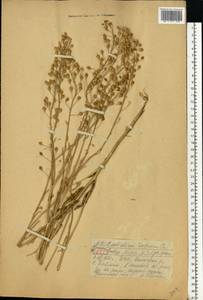 Camelina microcarpa subsp. pilosa (DC.) Jáv., Восточная Европа, Центральный район (E4) (Россия)