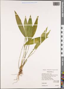 Peliosanthes, Зарубежная Азия (ASIA) (Вьетнам)