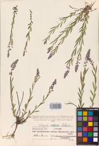 Истод хохлатый Schkuhr, Восточная Европа, Западный район (E3) (Россия)