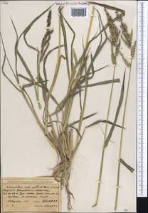 Ежовник обыкновенный, Куриное просо (L.) P.Beauv., Средняя Азия и Казахстан, Северный и Центральный Тянь-Шань (M4) (Казахстан)