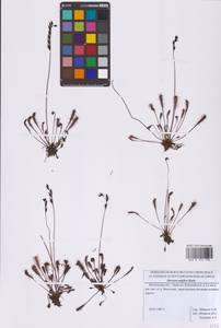 Drosera × anglica Huds., Восточная Европа, Московская область и Москва (E4a) (Россия)