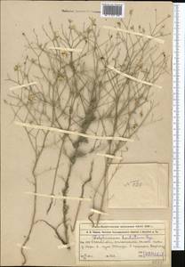 Delphinium barbatum Bunge, Средняя Азия и Казахстан, Муюнкумы, Прибалхашье и Бетпак-Дала (M9) (Казахстан)