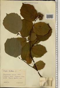 Орешник обыкновенный, Лещина обыкновенная L., Восточная Европа, Южно-Украинский район (E12) (Украина)