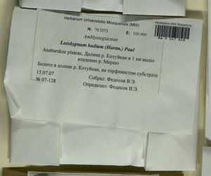 Warnstorfia badia (Hartm.) W.R. Buck & Goffinet, Гербарий мохообразных, Мхи - Красноярский край, Тыва и Хакасия (B17) (Россия)