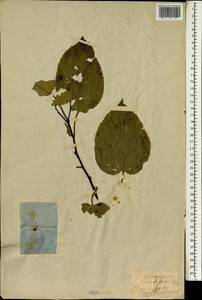 Hovenia dulcis Thunb., Зарубежная Азия (ASIA) (Япония)