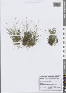 Минуарция прямая (Sw.) Rchb., Сибирь, Центральная Сибирь (S3) (Россия)