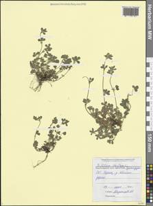 Клевер ребристый L., Кавказ, Черноморское побережье (от Новороссийска до Адлера) (K3) (Россия)
