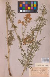 Василисник светлый, Василисник блестящий L., Восточная Европа, Северо-Западный район (E2) (Россия)