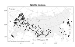 Neottia cordata, Тайник сердцевидный (L.) Rich., Атлас флоры России (FLORUS) (Россия)
