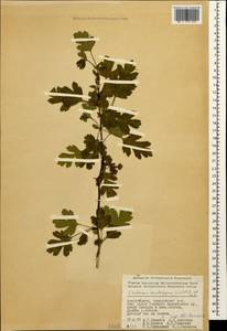 Боярышник пятипестичный Waldst. & Kit. ex Willd., Кавказ, Азербайджан (K6) (Азербайджан)