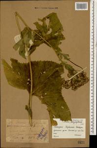 Caucasalia pontica (K. Koch) Greuter, Кавказ, Краснодарский край и Адыгея (K1a) (Россия)