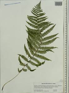 Кочедыжник женский (L.) Roth, Восточная Европа, Белоруссия (E3a) (Белоруссия)