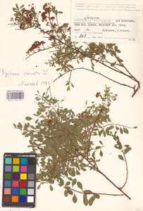 Спирея городчатая, Таволга городчатая L., Восточная Европа, Нижневолжский район (E9) (Россия)