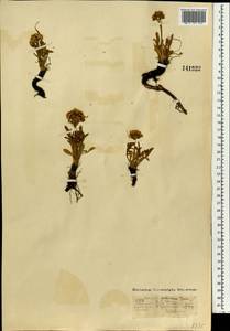 Патриния сибирская (L.) Juss., Монголия (MONG) (Монголия)