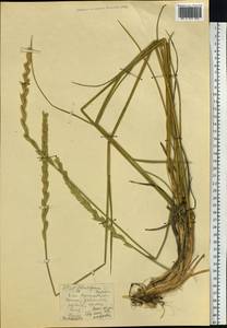 Пырейник, Сибирь, Западный (Казахстанский) Алтай (S2a) (Казахстан)